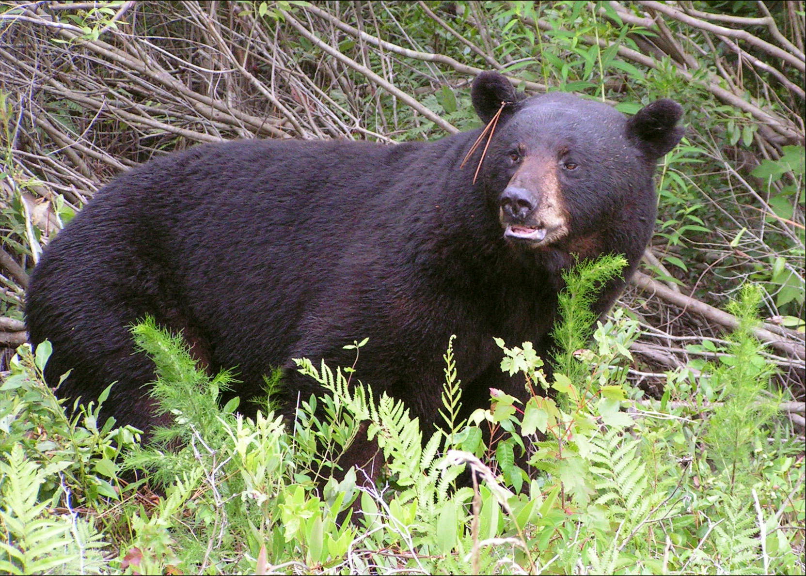 Pocosin Lakes National Wildlife Refuge