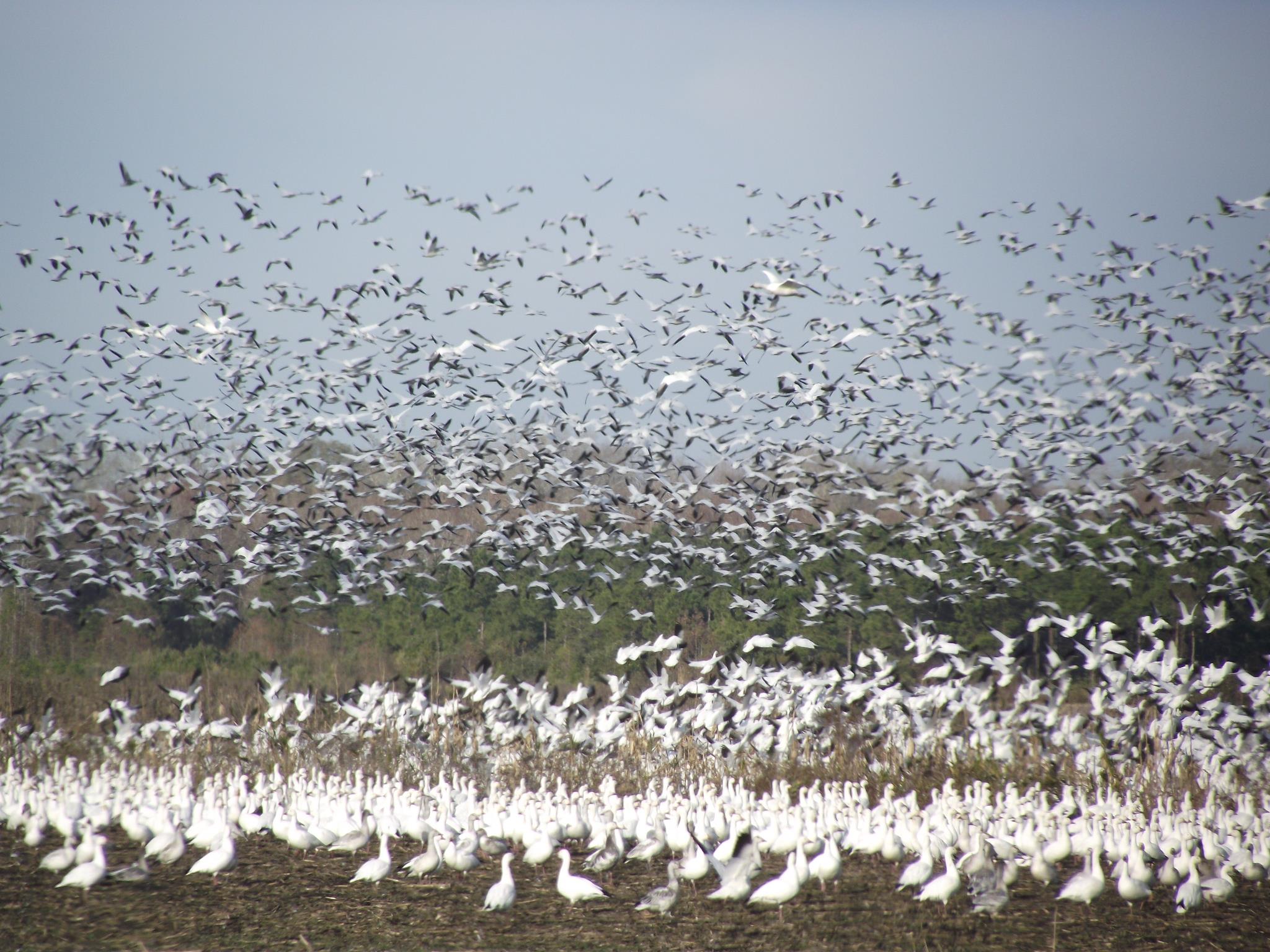 Pocosin Lakes National Wildlife Refuge